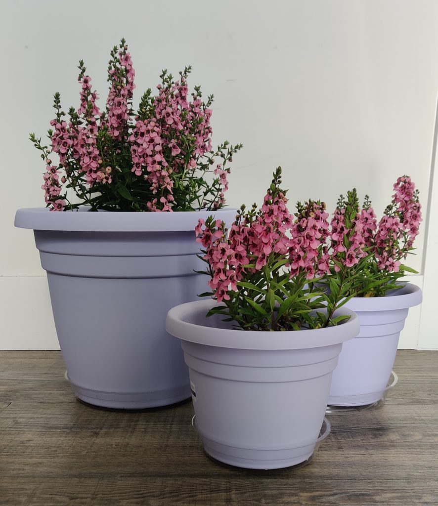 Image #1 from Sheliza Shaban