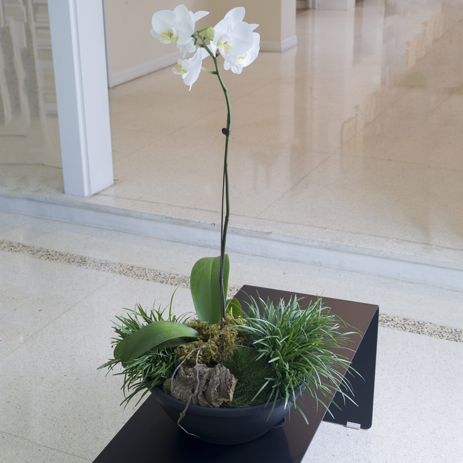 orchid in emma bowl hanging planter